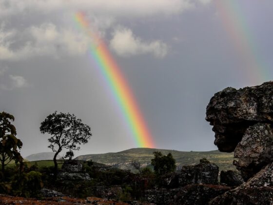 Rainbow arching across a cloudy sky over a rocky hillside with a lone bent tree in the foreground.