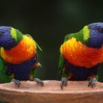 Two rainbow lorikeets perched on a clay pot, displaying bright blue heads, green wings, and orange chests against a dark background, facing opposite directions.