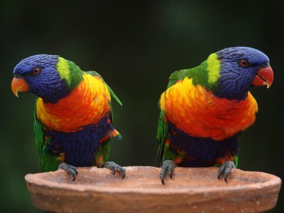 Two rainbow lorikeets perched on a clay pot, displaying bright blue heads, green wings, and orange chests against a dark background, facing opposite directions.